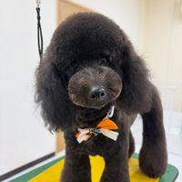 画像1384