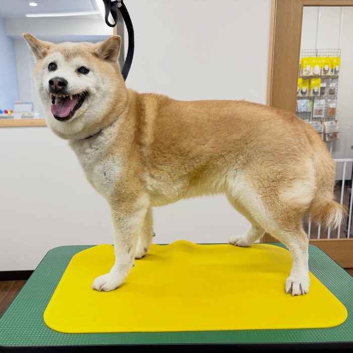 画像5237
