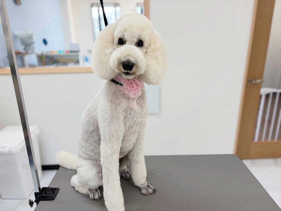 画像526