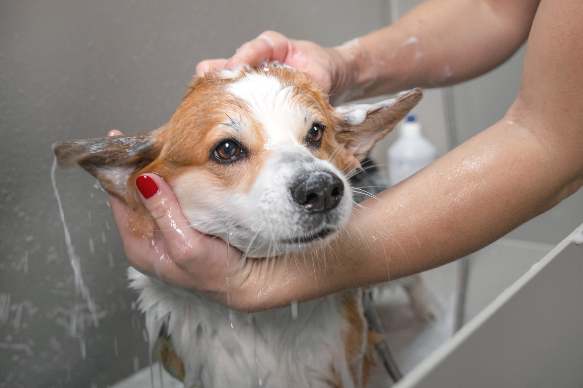 皮膚トラブルに配慮 | 岡山県倉敷のトリミングならDOG SALON リロア