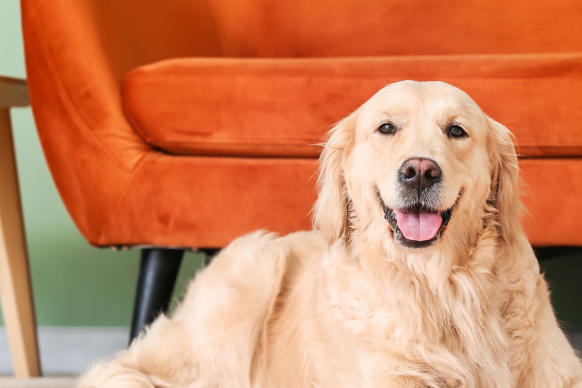 大型犬に対応 | 岡山県倉敷のトリミングならDOG SALON リロア