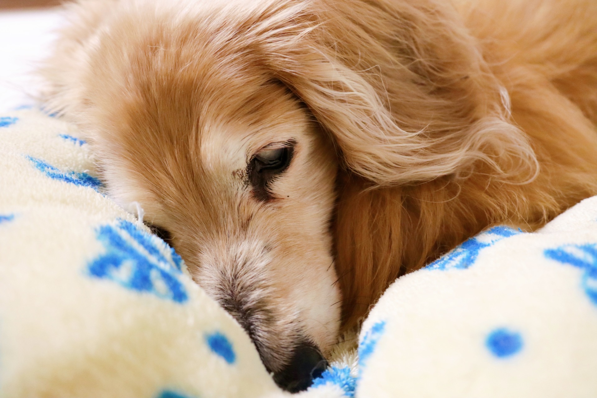 シニアも安心 | 岡山県倉敷のトリミングならDOG SALON リロア
