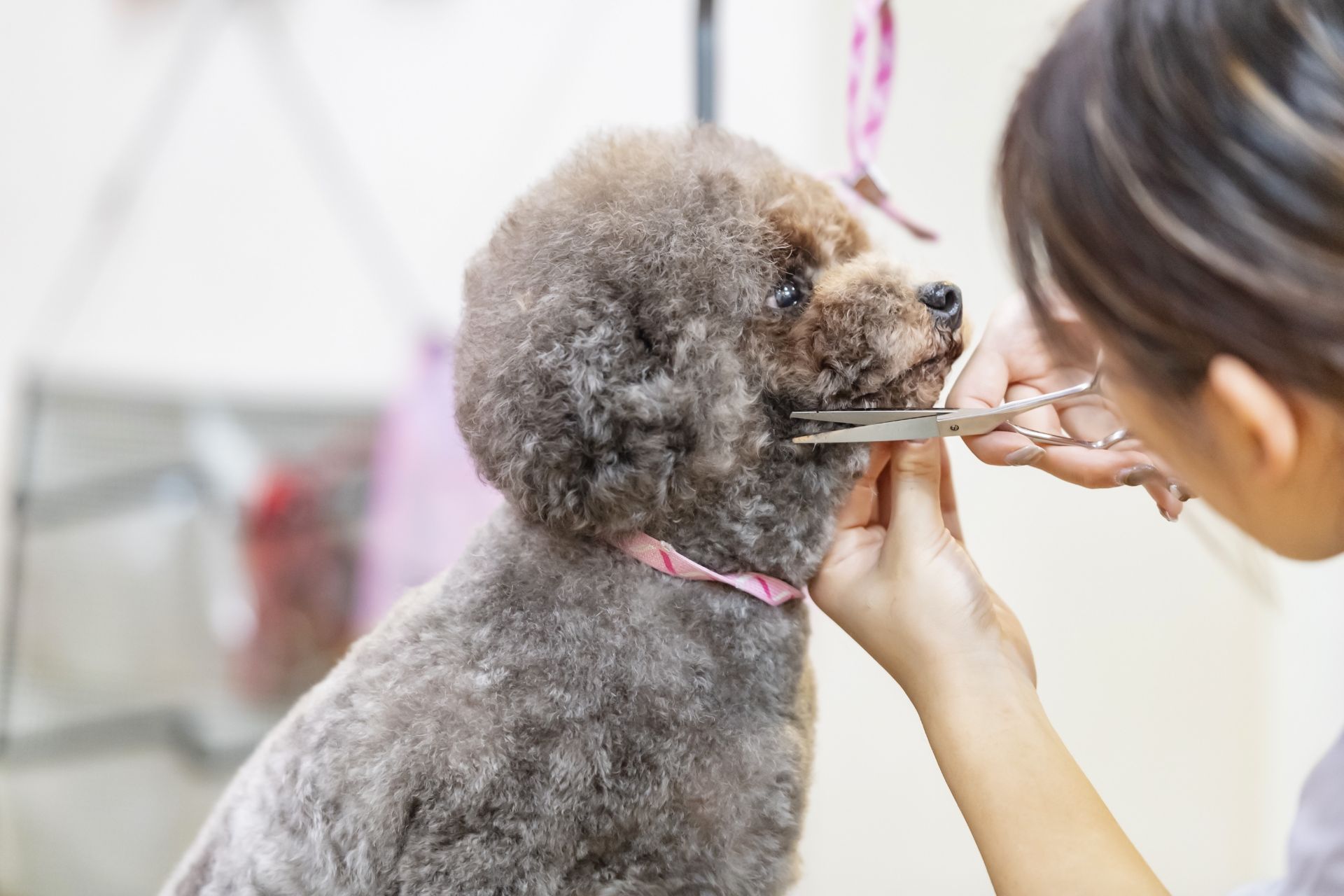 プードルのカット | 岡山県倉敷のトリミングならDOG SALON リロア