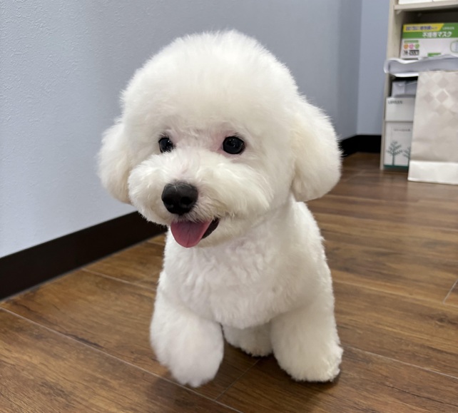 パピーも対応 | 岡山県倉敷のトリミングならDOG SALON リロア