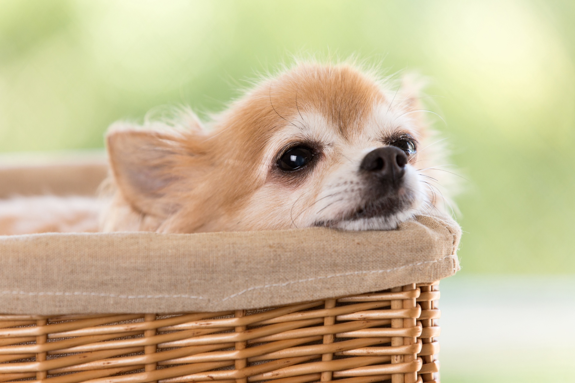 チワワのカット | 岡山県倉敷のトリミングならDOG SALON リロア