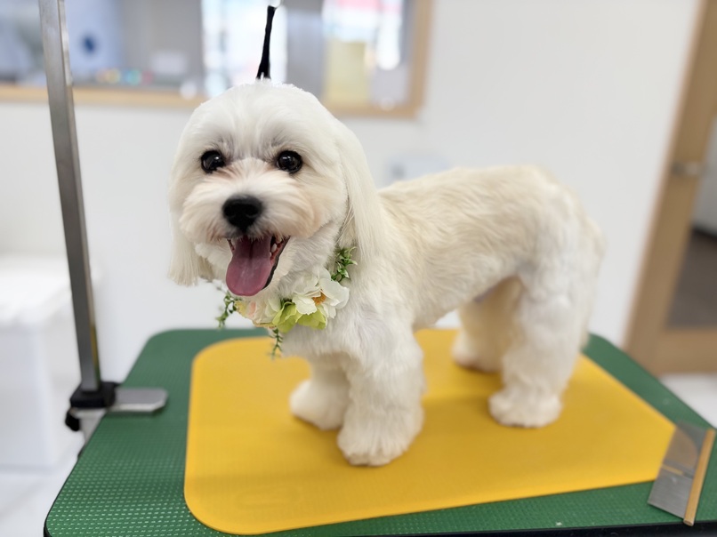 ミックス犬のカット｜岡山県倉敷のトリミングサロンならDOG SALON リロア