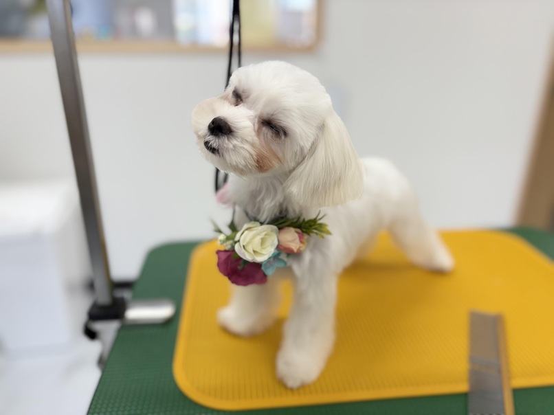 マルチーズのカットなら｜岡山県倉敷のトリミングサロンならDOG SALON リロア