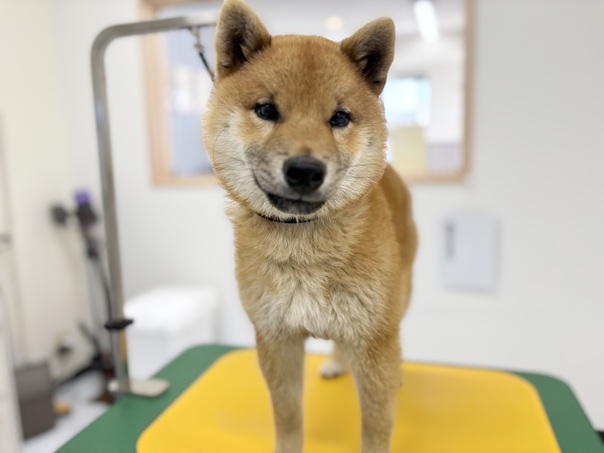 柴のシャンプーなら｜岡山県倉敷のトリミングサロンならDOG SALON リロア