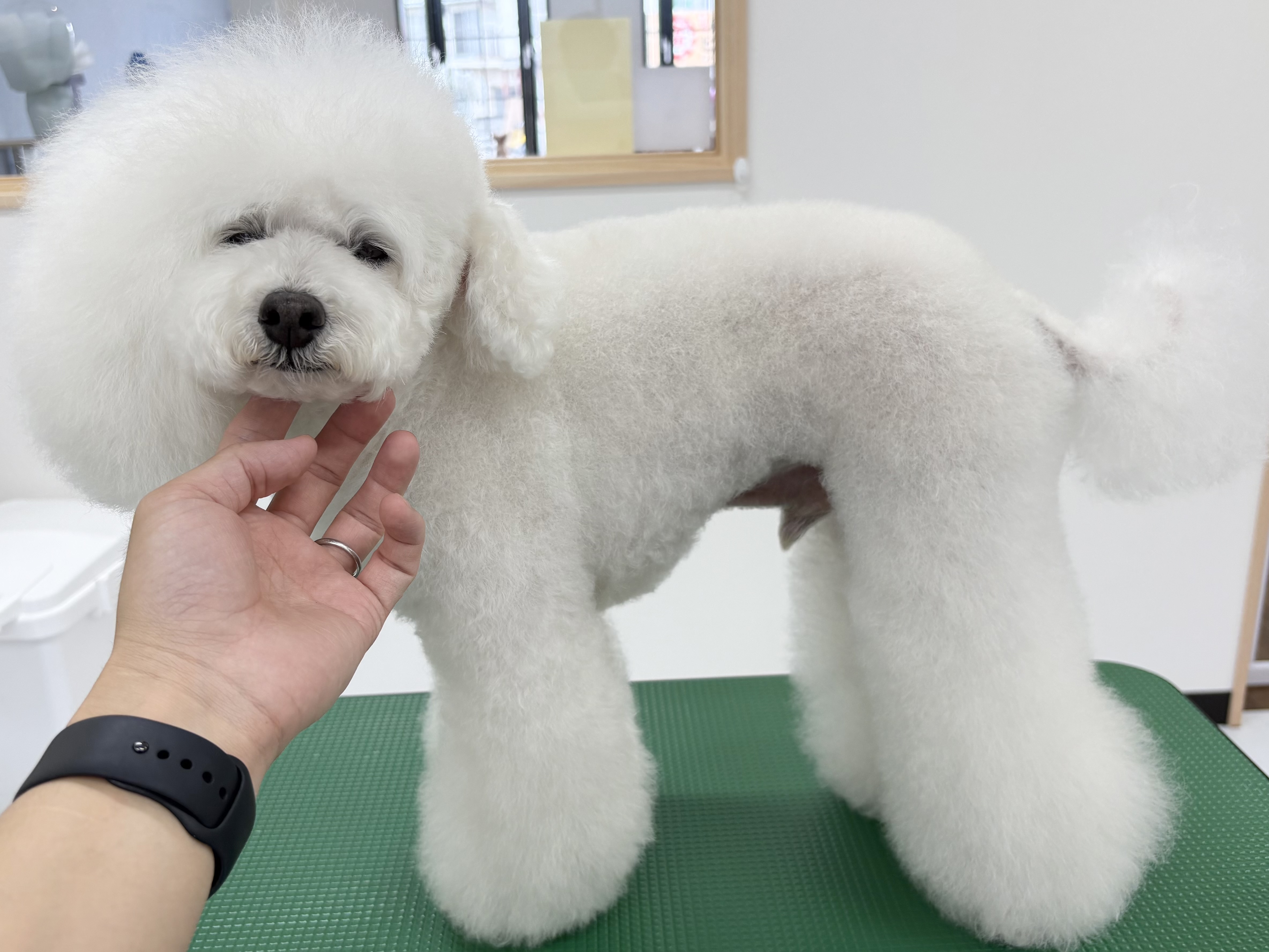美容液シャンプー｜岡山県倉敷にあるトリミングサロンならDOG SALON リロア