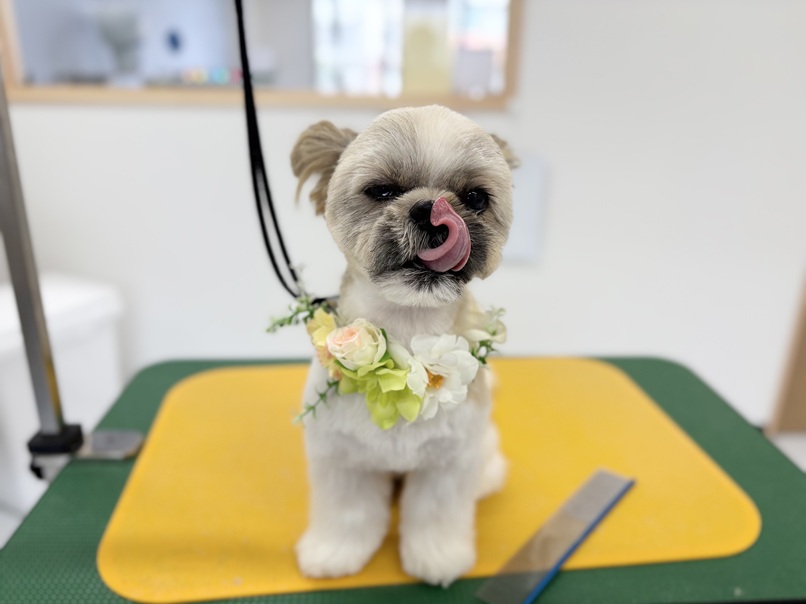 シーズーのカットなら｜岡山県倉敷のトリミングサロンならDOG SALON リロア