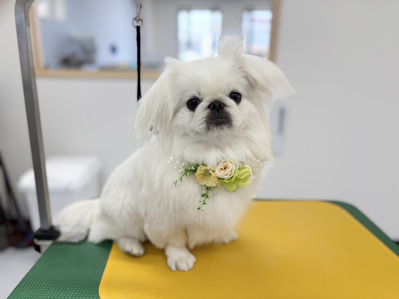 ペキニーズなら｜岡山県倉敷のトリミングサロンならDOG SALON リロア