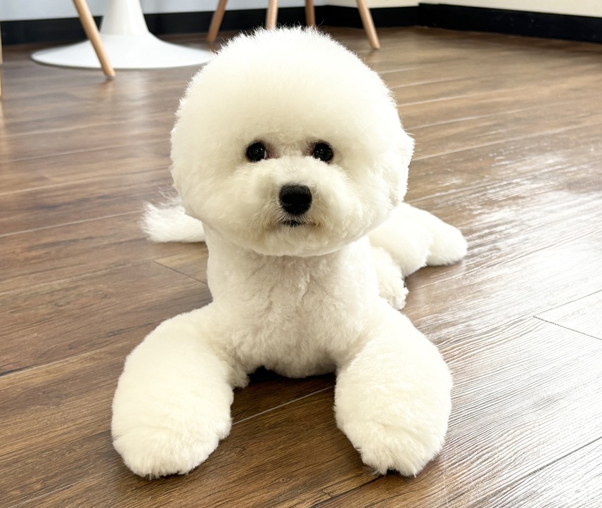 ビションフリーゼなら｜岡山県倉敷のトリミングサロンならDOG SALON リロア