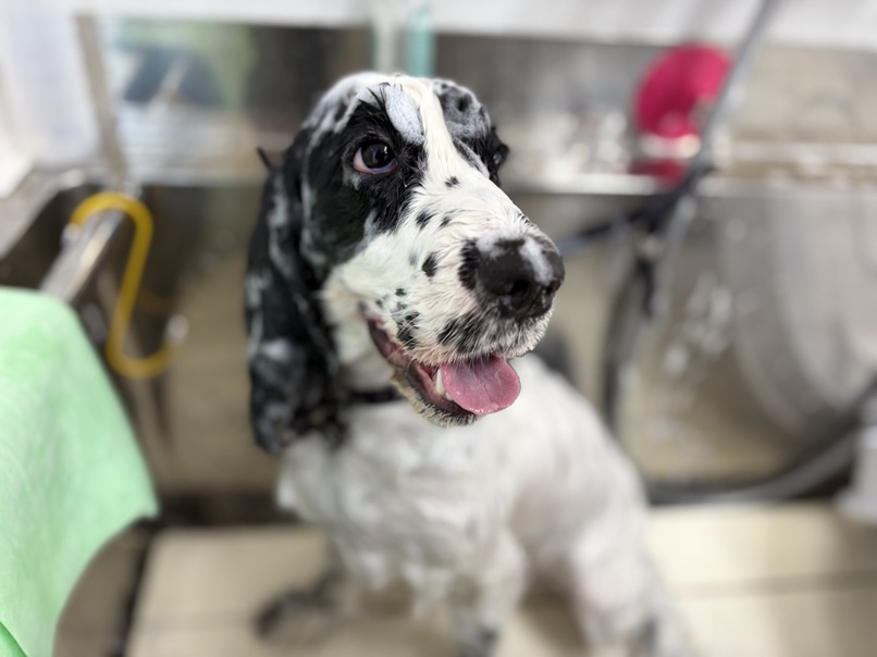 こだわりのハーブパック｜岡山県倉敷のトリミングサロンならDOG SALON リロア