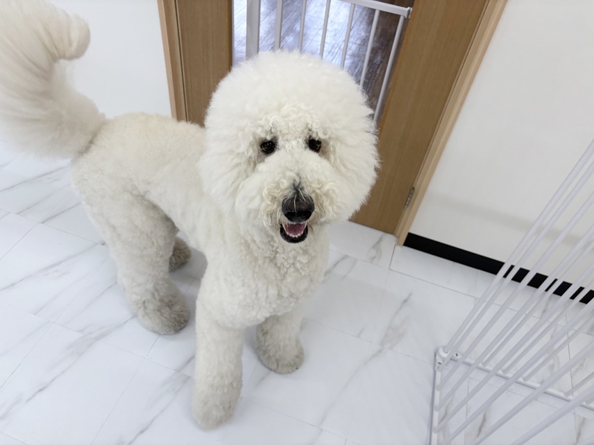スタンプーなら｜岡山県倉敷のトリミングサロンならDOG SALON リロア