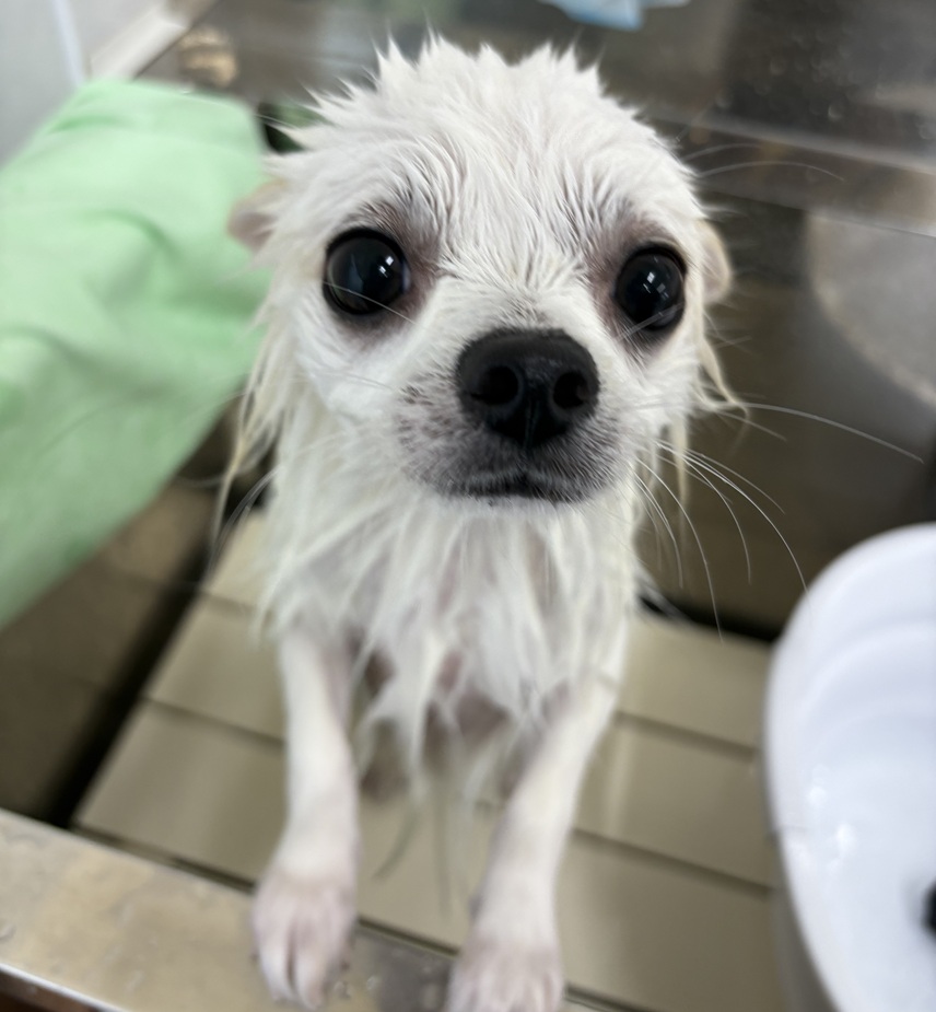 ポメチワのことなら｜岡山県倉敷のトリミングサロンならDOG SALON リロア