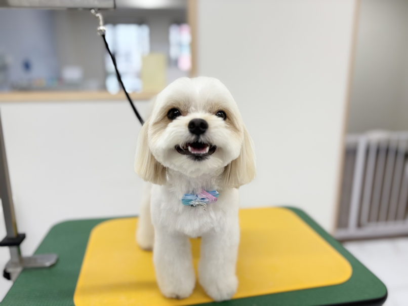 チワプーのカットなら｜岡山県倉敷のトリミングサロンならDOG SALON リロア
