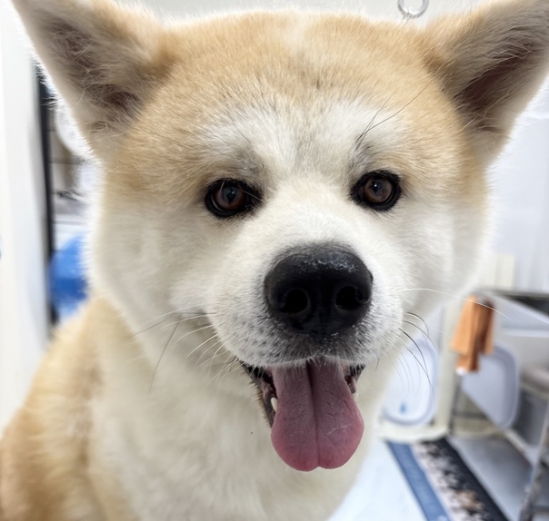 秋田のシャンプーなら｜岡山県倉敷のトリミングサロンならDOG SALON リロア
