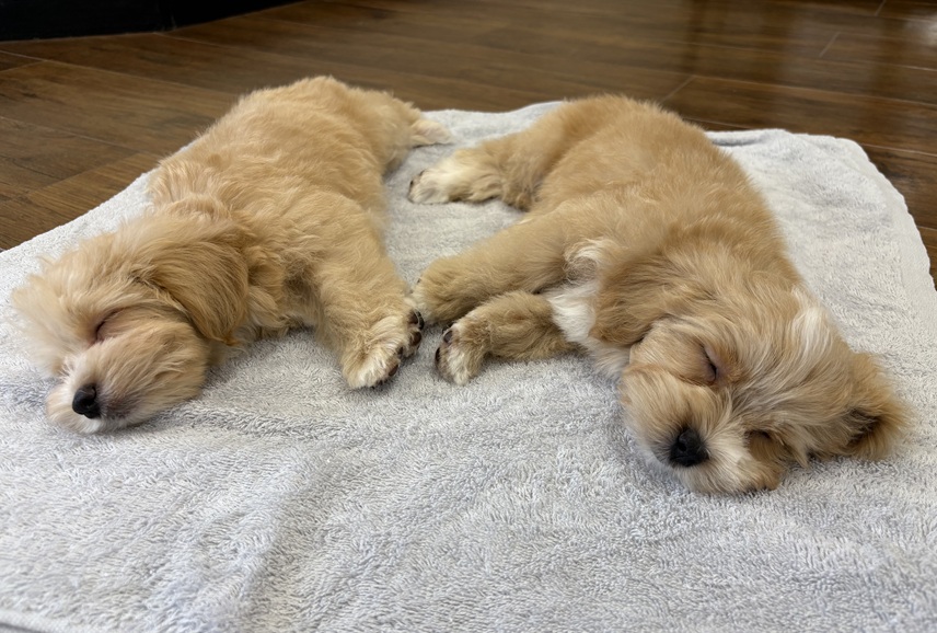 マルプーのカットなら｜岡山県倉敷のトリミングサロンならDOG SALON リロア