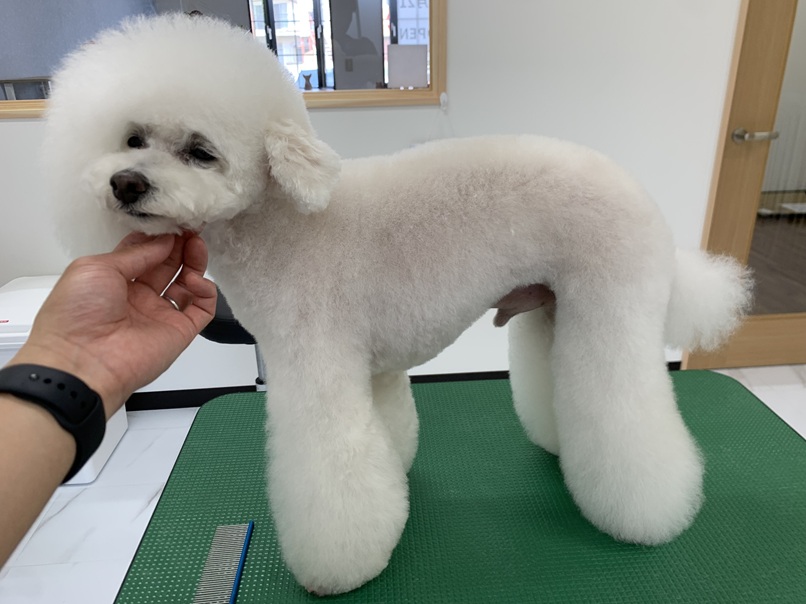 プードルのカット集｜岡山県倉敷のトリミングサロンならDOG SALON リロア
