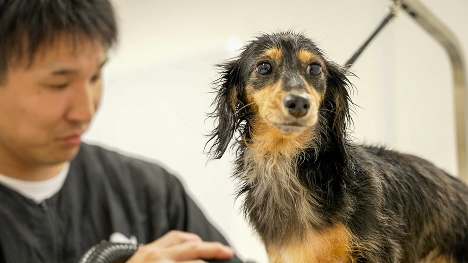ミニチュアダックスなら｜岡山県倉敷のトリミングサロンならDOG SALON リロア