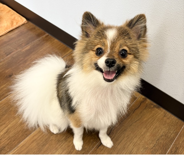 ポメラニアンのことなら｜岡山県倉敷のトリミングサロンならDOG SALON リロア