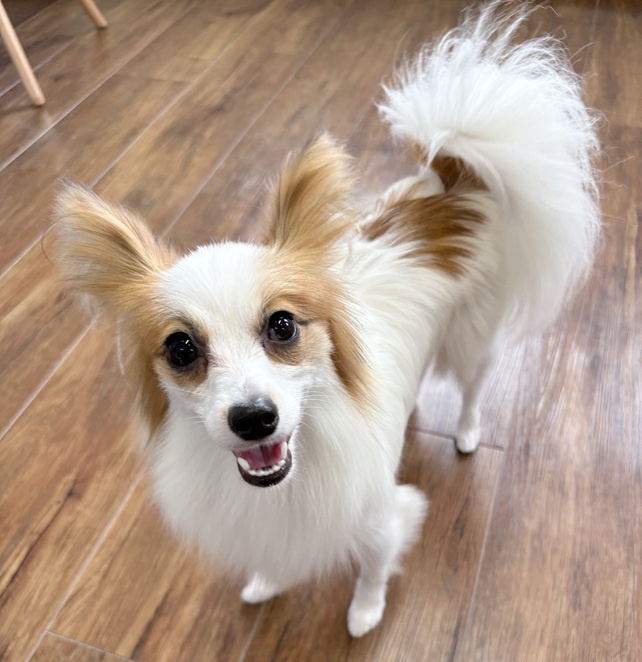 パピヨンのことなら｜岡山県倉敷のトリミングサロンならDOG SALON リロア