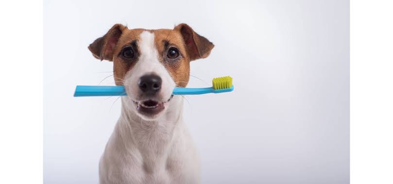 オーラバイオ、歯磨き｜岡山県倉敷のトリミングサロンならDOG SALON リロア
