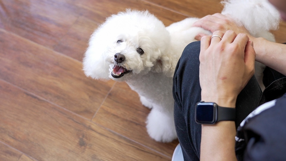 腸活・菌活におすすめサプリ｜岡山県倉敷のトリミングサロンならDOG SALON リロア