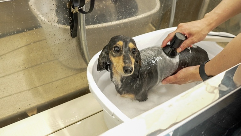 保湿で肌ケア｜岡山県倉敷のトリミングサロンならDOG SALON リロア