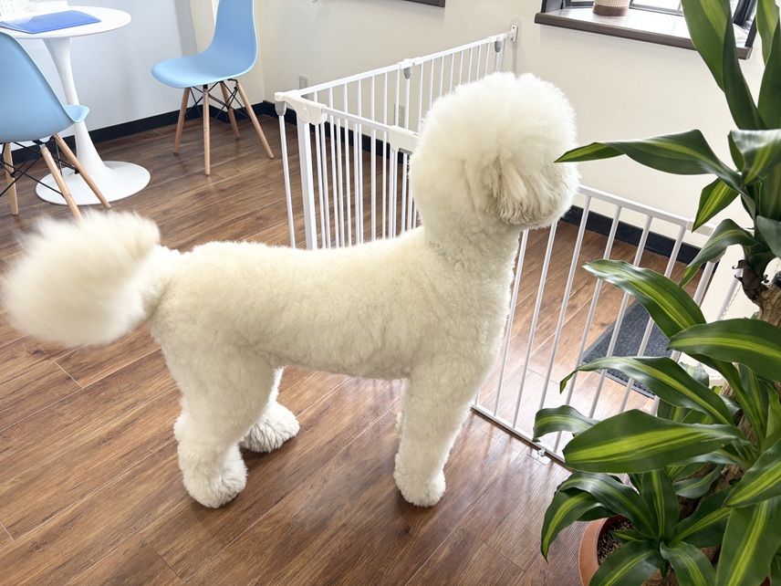 水分補給で乾燥対策｜岡山県倉敷のトリミングサロンならDOG SALON リロア